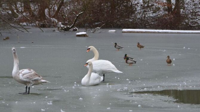 Szene vom angefrorenen Breitenbachsee: Vögel und anderes Federvieh darf sich schon mal auf (zu) dünnes Eis begeben. Menschen sol
