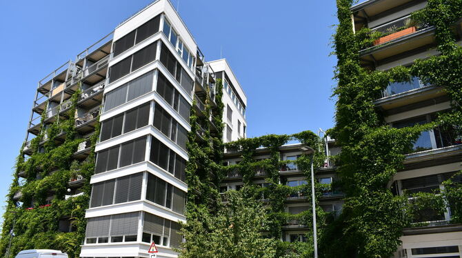 Landschaftsgärtner haben Lösungen, um die Folgen des Klimawandels zu mildern, zum Beispiel Wandbegrünungen.