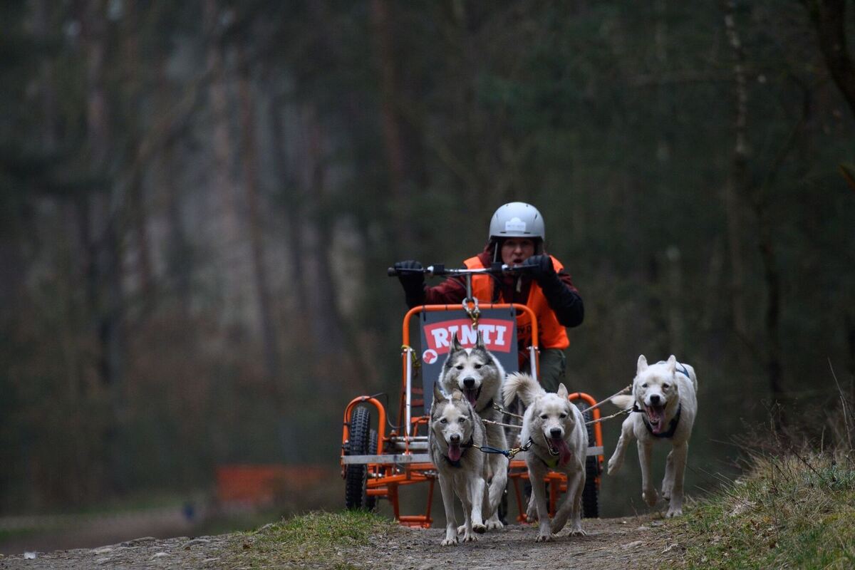 Schlittenhundewagenrennen Schlittenhundewagenrennen