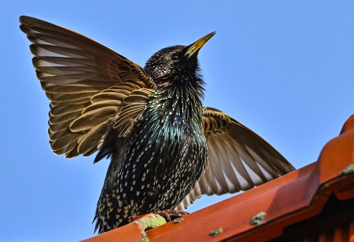 Morgengymnastik Morgengymnastik