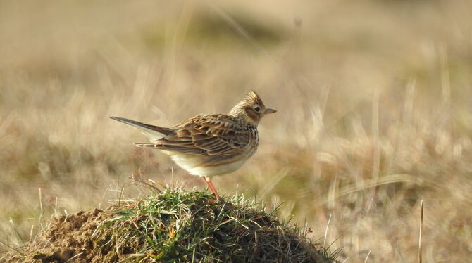 Feldlerchen sind Bodenbrüter.