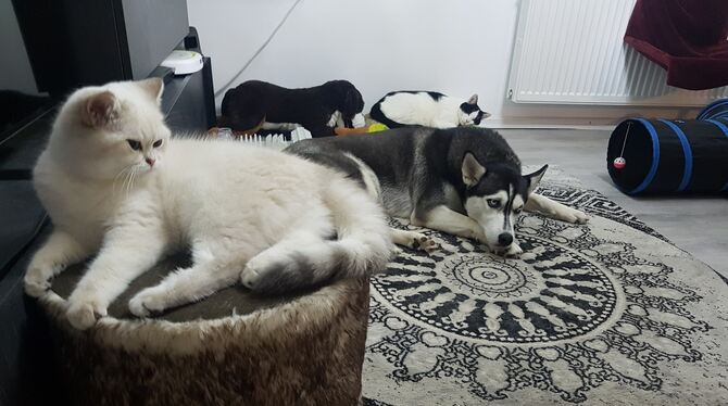 Hund und Katze ganz entspannt. Und wer ist hier der Chef?