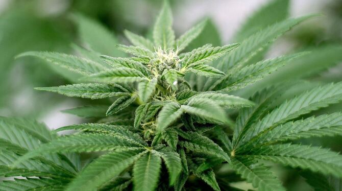 Cannabis-Pflanze