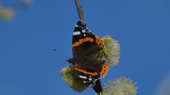 Interessant: Sesshaftes Exemplar oder sehr früher Zuwanderer? Ein Admiral, Vanessa atalanta.  FOTO: KÜNKELE