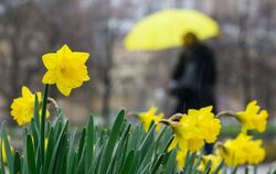 Narzissen im Regen