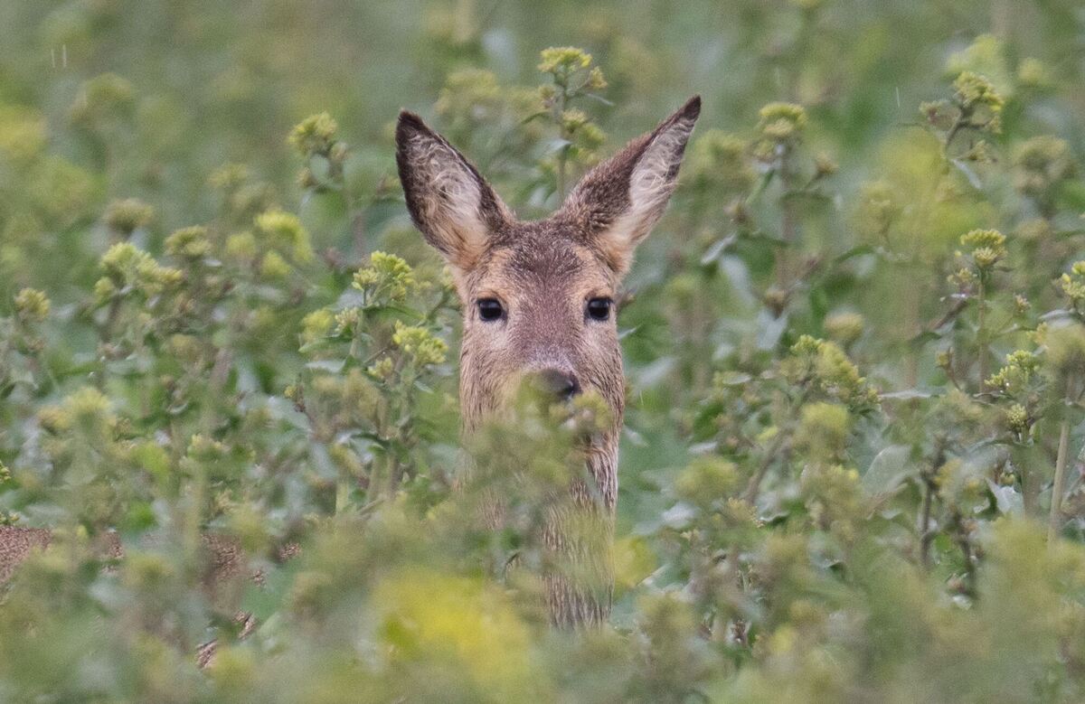 Reh im Regen Reh im Regen