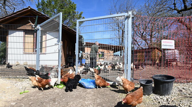 Ein Elektrozaun schützt die Hühnerschar auf dem Hof der Wiedemanns  vor dem Fuchs, offenbar jedoch nicht vor Dieben.