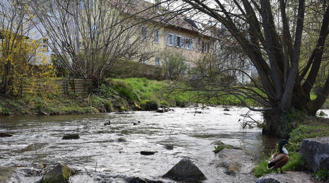 Nicht begradigt und eingezwängt: Den Fischen und Kleinlebewesen gefällt das. Für die Ente wird’s etwas unruhig. FOTO: NACHTIGAL Nicht begradigt und eingezwängt: Den Fischen und Kleinlebewesen gefällt das. Für die Ente wird’s etwas unruhig. FOTO: NACHTIGAL