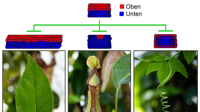 Eine Vielfalt an Blattformen: Verschiedene Schnitte durch das Blatt zeigen, wie kleine Variationen in den Wechselwirkungen der G