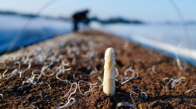 Spargelernte Spargelernte