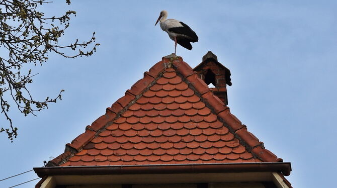 Ein Storch hat sich auf dem Dach des alten Belsener Fortshauses in der Ortsmitte für zwei Stunden niedergelassen.