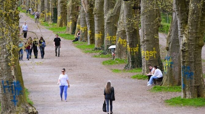 Platanen, Graffiti, Tübingen, Angst, Palmer Viele Tübinger dürften die Schmierereien auf jeder einzelnen Platane auf der Neckarinsel als Frevel betrachten. Mit gelber Sprüh