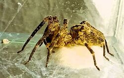 Eine Nosferatu-Spinne mit einem Kokon ihrer Eier in einem Terrarium. Die Tiere können ausgewachsen bis zu sieben Zentimeter groß