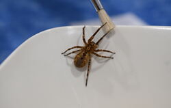 Eine Nosferatu-Spinne im Größenvergleich mit einem Pinsel. Die Tiere können laut dem Reutlinger Spinnenexperten Thomas Floten bi