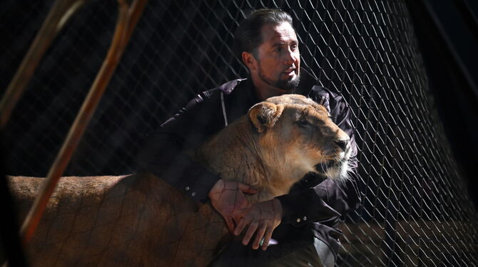 Der Dompteur des Circus Krone mit einer Löwin.