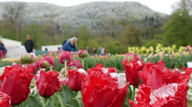 Der gestrige Sonntag  präsentierte sich zur Gönninger Tulpenblüte in diesem Jahr von seiner frostigen Seite - von der Blüten- un