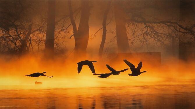 Wildgänse im Morgennebel: Fotografie von Siegfried Westphal in seiner Ausstellung bei der WPR.