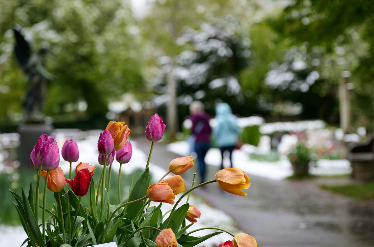 Tulpenblu╠êhen_21_04_2024_Schanz_005