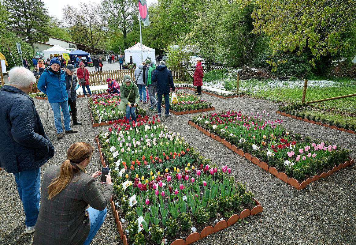 Tulpenblu╠êhen_21_04_2024_Schanz_019