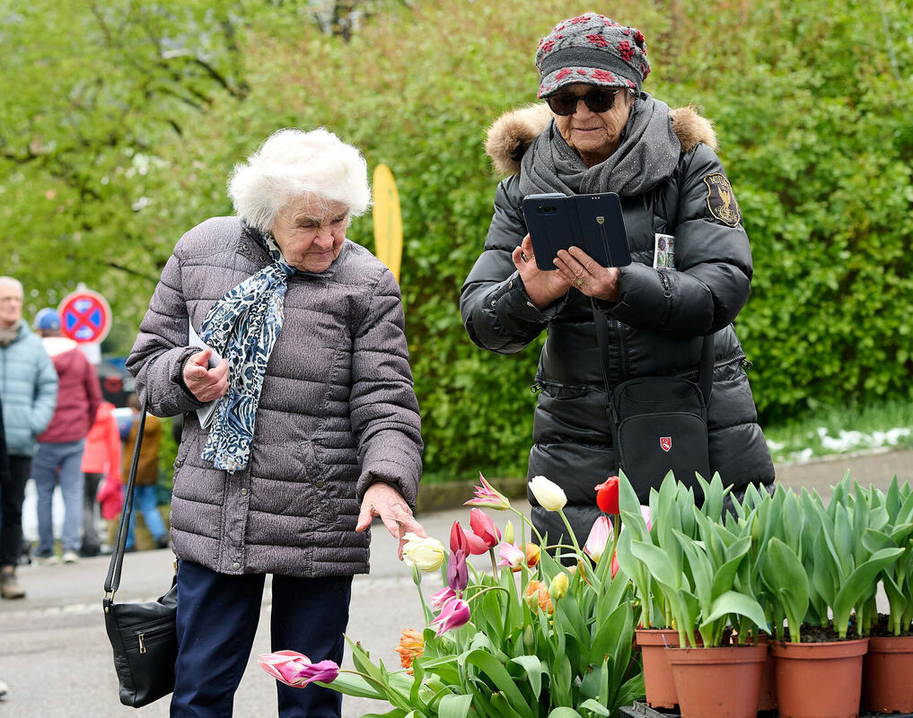 Tulpenblu╠êhen_21_04_2024_Schanz_021