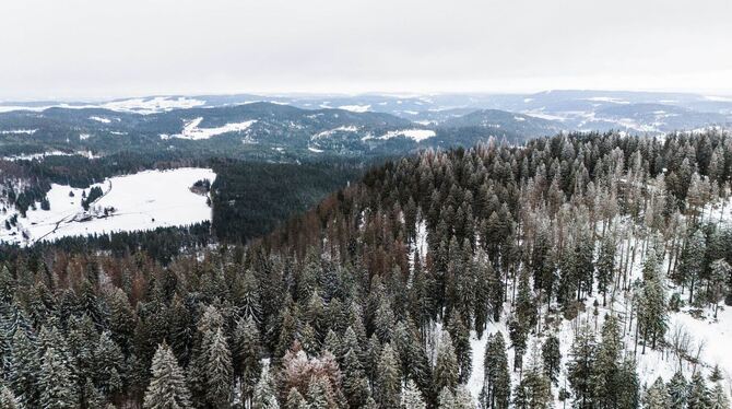 Schnee in Höhenlagen des Hochschwarzwalds
