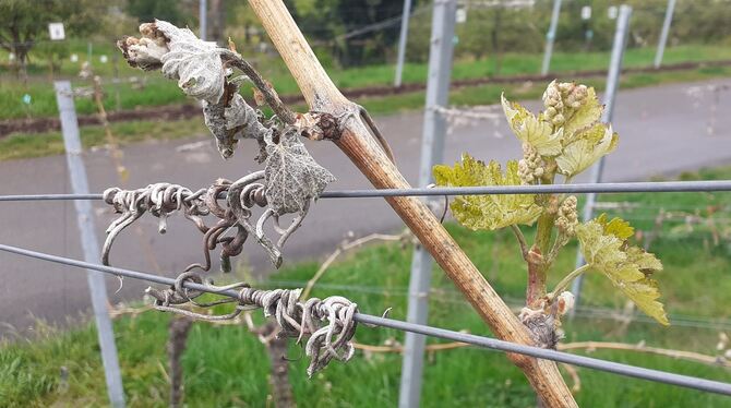 Wein Triebe Frostschäden Hofbühl Graue erfrorene neben grünen jungen Trieben im Neuhäuser Hofbühl.