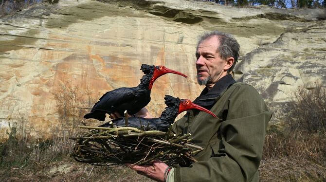 Waldrapp-Attrappen Waldrapp-Attrappen