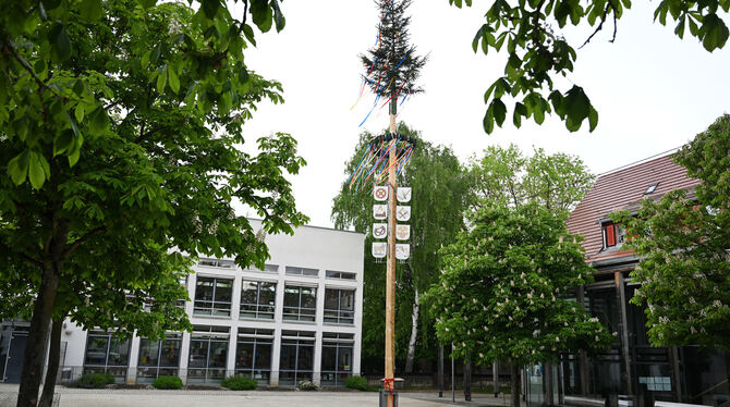 Er tut so, als sei nichts passiert: der Maibaum von Wannweil auf dem Rathausplatz.