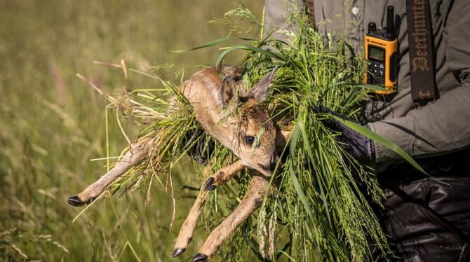 Geschafft! Ein junges Rehkitz ist mithilfe von Drohnentechnik in seinem Versteck entdeckt worden, bevor die Wiese gemäht wurde.