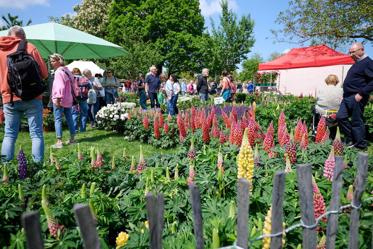 Gardenlife_online_09_05_2024_Schanz_014