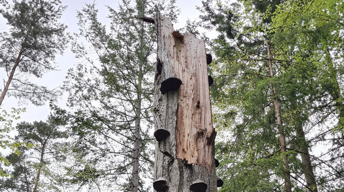 Ein Habitatbaum wie aus dem Bilderbuch: Im Hohensteiner Wald gibt’s einige Ecken, die die Gemeinde fürs klimaangepasste Waldmana