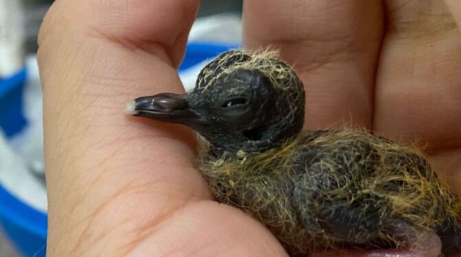 Blauaugentäubchen Blauaugentäubchen