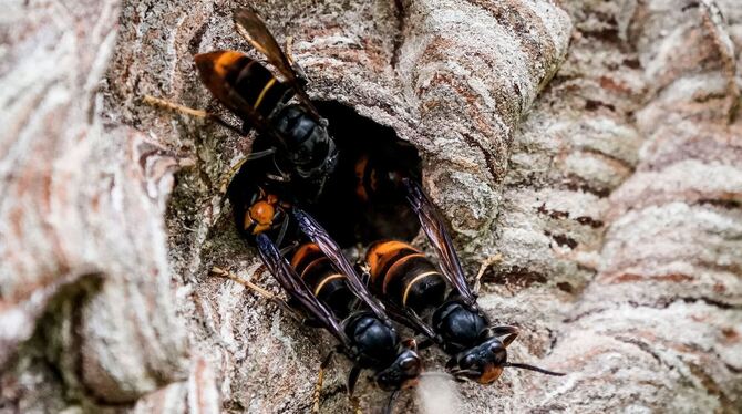 Umwelt,Tiere,Wissenschaft,Agrar,lno,hsh,Baden-Württemberg,hornisse Mehrere Asiatische Hornissen sammeln sich am Ausgang ihres Nestes. Die invasive Art bedroht andere Insekten, vor allem die Honig