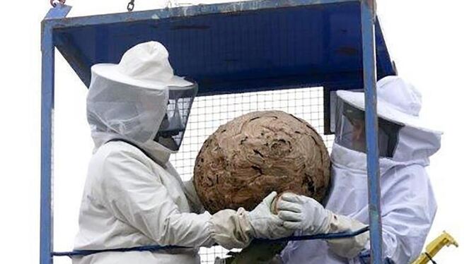 Umwelt,Tiere, asiatische Hornisse, invasive Arten Ein ganz schöner Brocken! Schädlingsbekämpfer halten nach einer Bergung ein Nest von Aisiatischen Hornissen in den Händen.