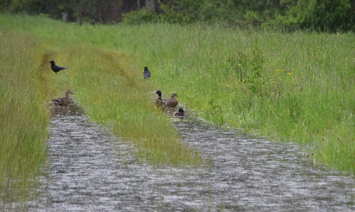 Gefluteter Feldweg bei TrochtelfingenHausen von Entenvieh in Beschlag genommen FOTO MEYER