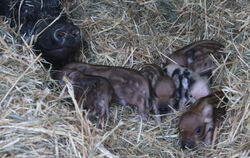 Miss Piggy hat sieben Minischweine zur Welt gebracht. Das Tierheim Pfullingen braucht Unterstützung.  FOTO: JENATSCHKE