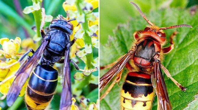 Asiatische Hornissen, Vergleich, Insekten Die Asiatische Hornisse lässt sich leicht von der Europäischen Hornisse unterscheiden: Sie hat gelbe Beine und einen weitgehend