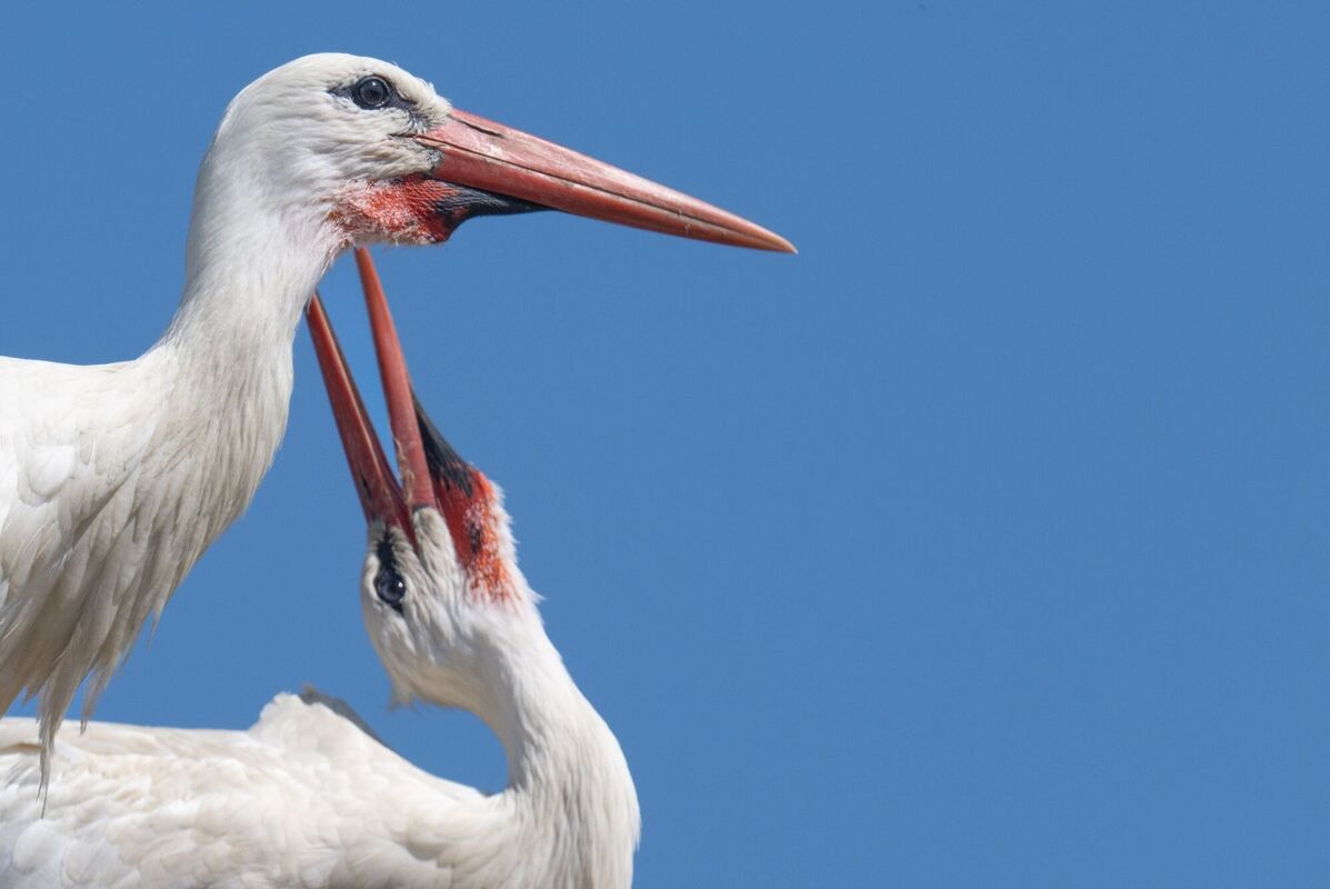 Zweisamkeit Zweisamkeit