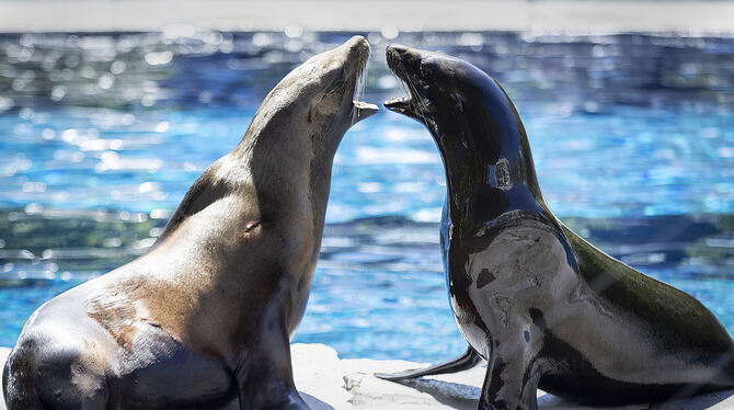 Die Wilhelma Stuttgart zählt zu den touristischen Highlights in der Region.  FOTO: LG/RETTIG