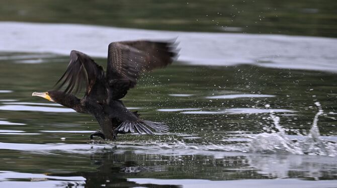 Kormorane am Bodensee