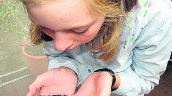 Ein bisschen piekst's, findet die 11-jährige Karin, die einen Totenkopfschwärmer auf ihrer Hand hält.
FOTO: WEBER