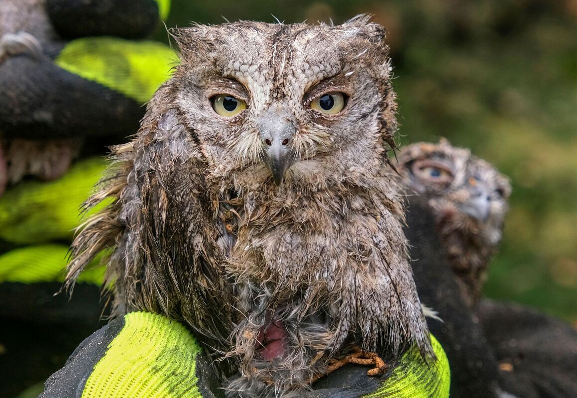 Junge Eulen nach Sturm gerettet