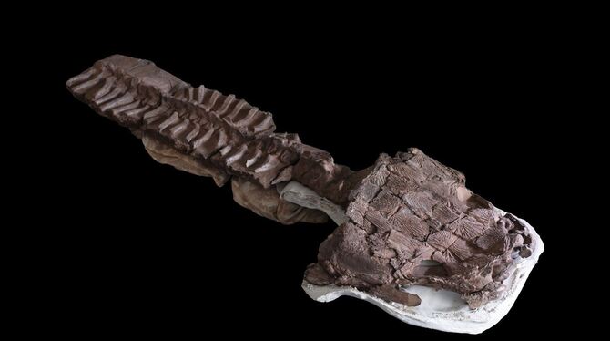 Sumpf-Kreatur aus der Urzeit entdeckt Sumpf-Kreatur aus der Urzeit entdeckt