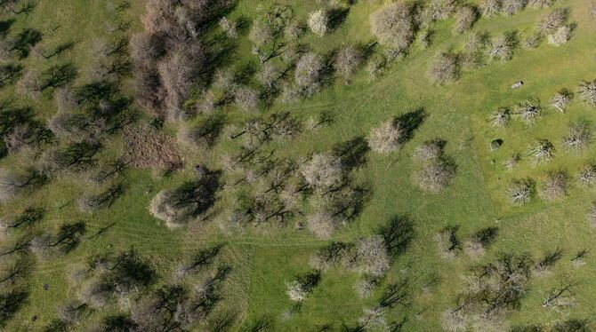 Nehrener Kirschenfeld Nehrener Kirschenfeld