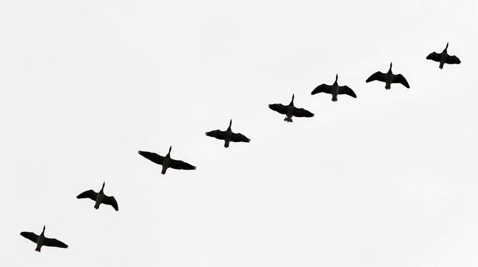 Schutz vor Vogelgrippe