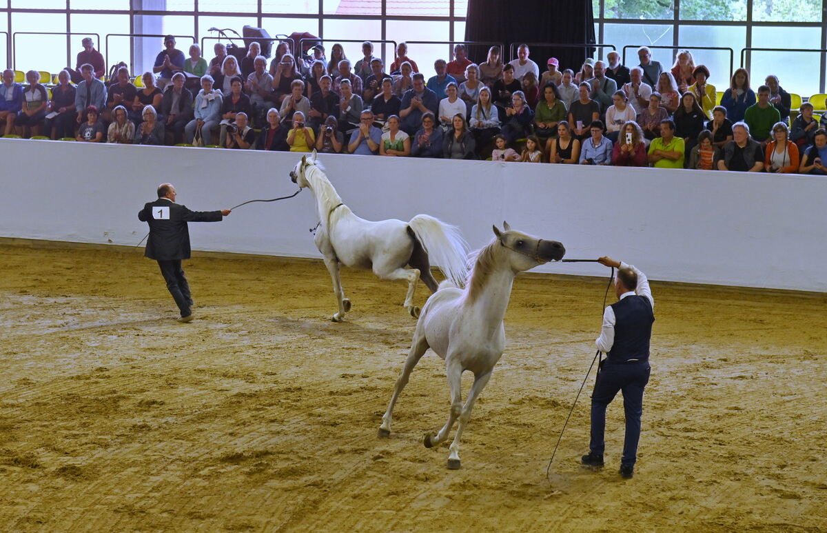 Arabertag FOTOS MEYER_09