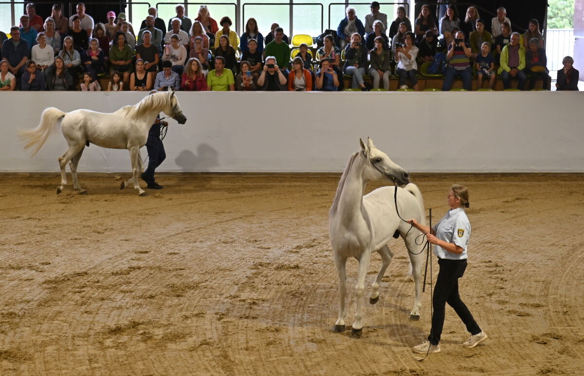 Arabertag FOTOS MEYER_08