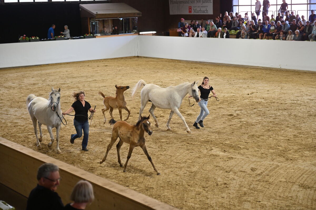 Arabertag FOTOS MEYER_26