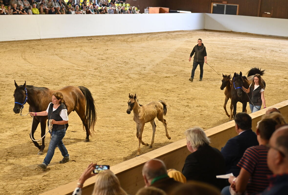 Arabertag FOTOS MEYER_23