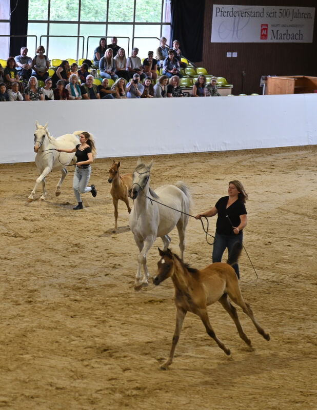 Arabertag FOTOS MEYER_24